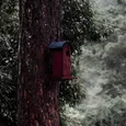 Stylbud